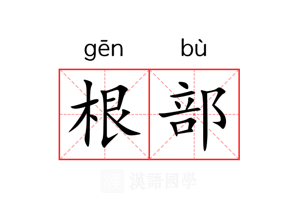 根部