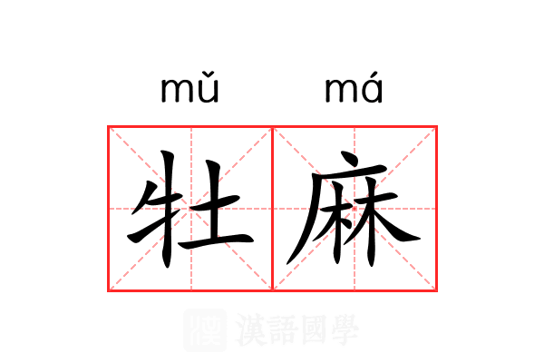 牡麻 牡麻
