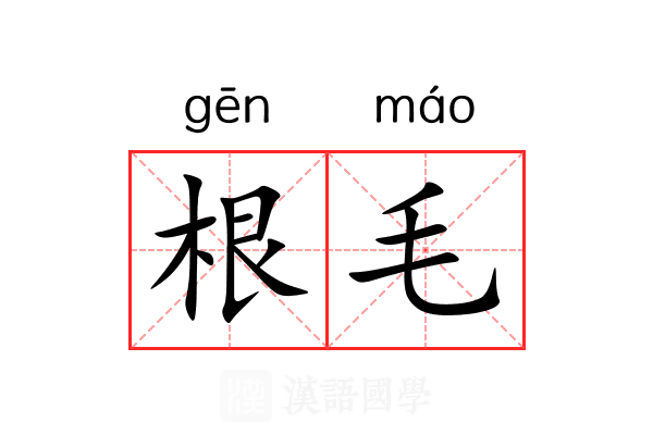 根毛 根毛